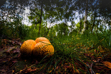 Herbst in der Marsch
