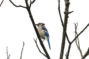Bluejay bird sitting in tree
