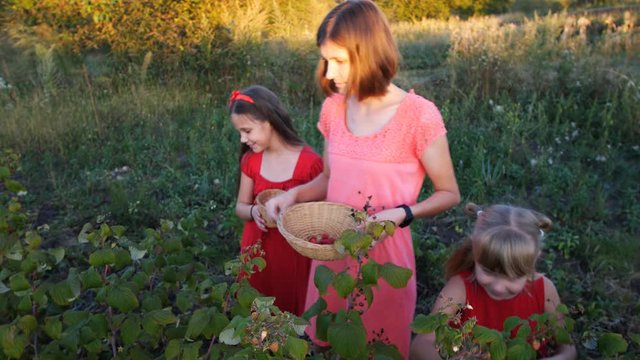Slow motion woman and girls pluck ripe red juicy raspberry in the garden
