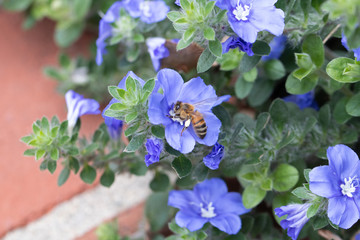 Purple flower blooms with honey bee