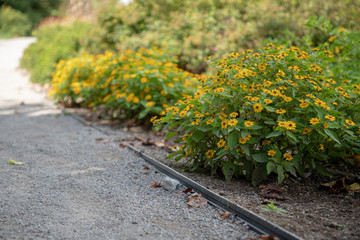 Yellow flower blooms viewed from sidewalk