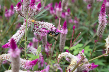honey bee pollinating purple and white flower blooms