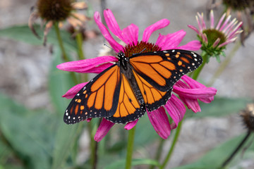 monarch butterfly resting on purple flower bloom
