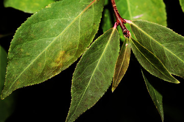green leaf with drops of water