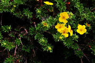 yellow flowers in the garden