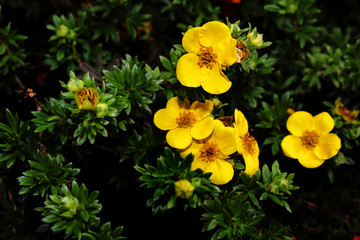 yellow flowers in the garden
