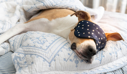 White and Tan Dog Sleeping on Human Bed Wearing Blue Eye Mask