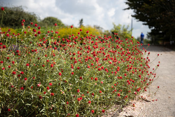 Red flower blooms in field