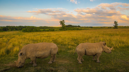 rhino sunset