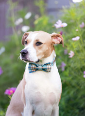 Young Short Haired Tan and White Dog Sitting in Flowers Wearing Bow Tie