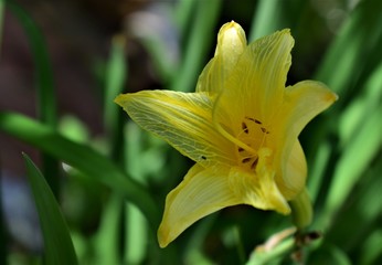 yellow flower