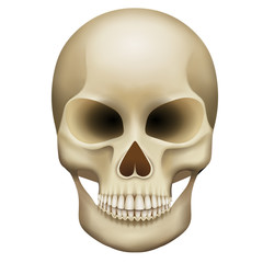 isolated skull illustration vector