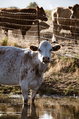 White Brown Cow