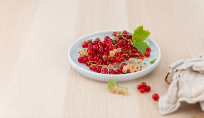 Freshly Picked Red and White Currants in Blue Bowl 