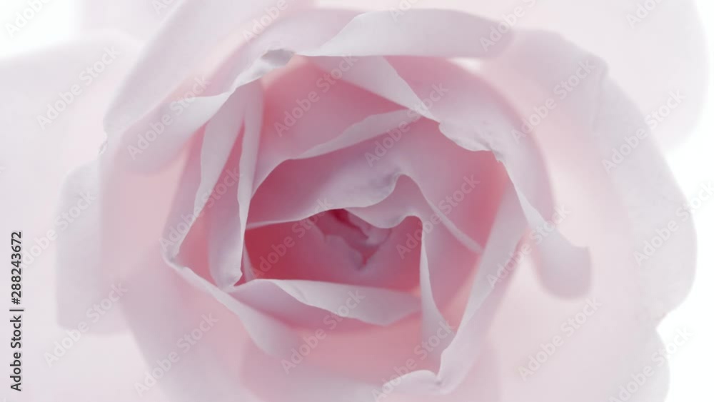 Wall mural Beautiful pink rose isolated on white background. Blooming rose flower open, time lapse, closeup. Floral backdrop, Valentine's Day concept. Timelapse. 3840X2160 4K UHD video footage