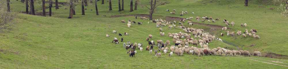 Fototapeta premium Sheep and goats graze on green grass in spring 