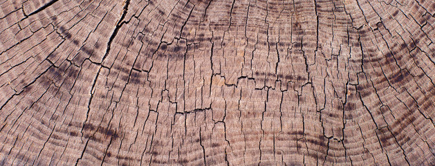 Stump texture on the cut, beautiful wood texture rustic