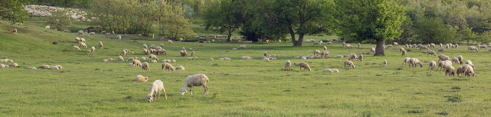 Sheep and goats graze on green grass in spring	