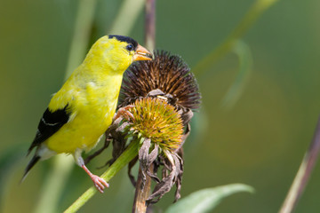 American gold finch sitting on flower stalk