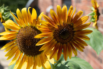 Pair of sunflowers in bloom