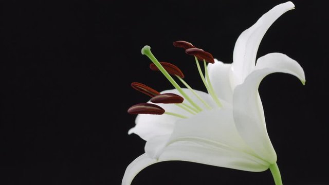 Beautiful white lily isolated on black background. Blooming lilly flower opening closeup. Timelapse. 3840X2160 4K UHD video footage