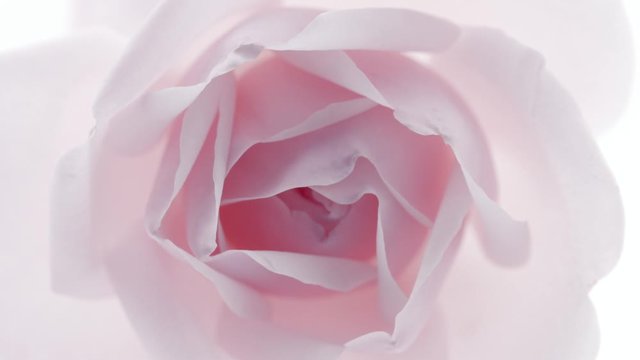 Beautiful pink rose isolated on white background. Blooming rose flower open, time lapse, closeup. Floral backdrop, Valentine's Day concept. Timelapse. 3840X2160 4K UHD video footage