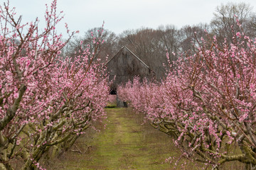 beautiful blooming peach trees in spring southern maryland calvert county usa - obrazy, fototapety, plakaty