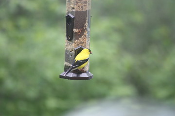 Male Finch at birdfeeder