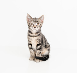 Adorable Short Haired Tabby Kitten on White Background 
