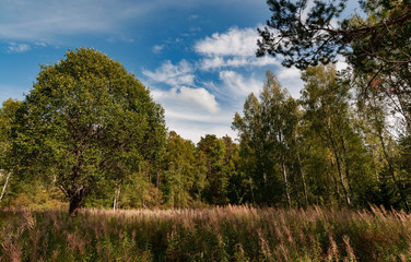 Meadow with yellowed grass on a background of trees and a bright sky with clouds