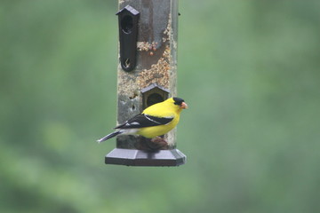 Male Gold Finch at Feeder
