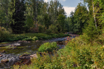 Fototapeta premium Rapids on the river with brown transparent water in a dense forest on a sunny summer day