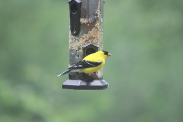 Male Gold Finch