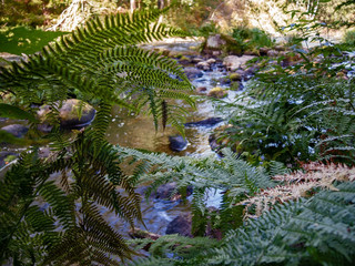Fern bushes on the banks of a forest river on a bright sunny day