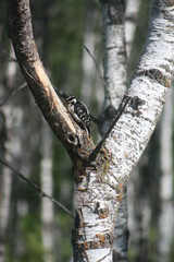 Wood Pecker in Tree