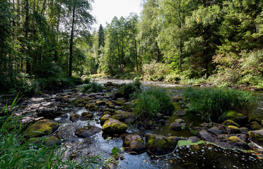 Rapids on the river with brown transparent water in a dense forest on a sunny summer day