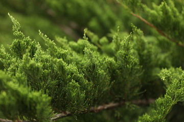 LIMA, Peru, 3 june 2019. Flowers and plants at Parque de Las Leyendas zoo