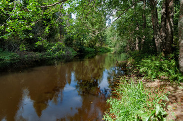 River with brown transparent water in a dense forest on a sunny summer day