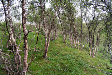 Typical forest of downy birches growing in Swedish and Norwegian Mountains. Very spindly, thin. Grows there where no other tree survive in subarctic climate. Grows in Northern Sweden and Norway.