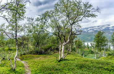 Typical forest of downy birches growing in Swedish and Norwegian Mountains. Very spindly, thin. Grows there where no other tree survive in subarctic climate. Grows in Northern Sweden and Norway.
