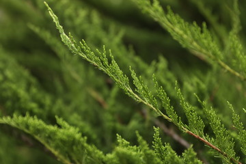LIMA, Peru, 3 june 2019. Flowers and plants at Parque de Las Leyendas zoo