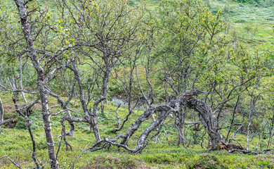 Typical forest of downy birches growing in Swedish and Norwegian Mountains. Very spindly, thin. Grows there where no other tree survive in subarctic climate. Grows in Northern Sweden and Norway.