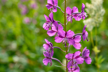 Fireweed or Willowherb in northern Sweden, close up photo. Summer sunny day, strong rose violet color, blurry background