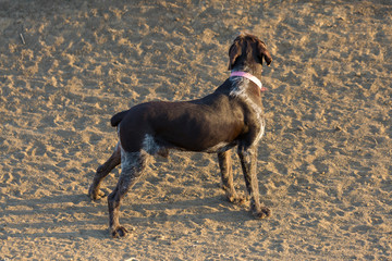 German hunting watchdog drathaar, Beautiful dog portrait on the hunt