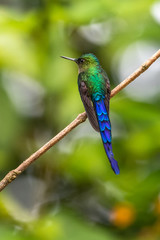 Green and blue hummingbird Sparkling Violetear flying next to beautiful yelow flower. Bird from Ecuador, tropical mountain forest. Wildlife scene from nature. Birdwatching in South America