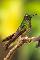Green and blue hummingbird Sparkling Violetear flying next to beautiful yelow flower. Bird from Ecuador, tropical mountain forest. Wildlife scene from nature. Birdwatching in South America