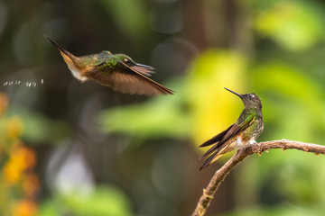 Green and blue hummingbird Sparkling Violetear flying next to beautiful yelow flower. Bird from Ecuador, tropical mountain forest. Wildlife scene from nature. Birdwatching in South America