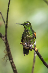 Green and blue hummingbird Sparkling Violetear flying next to beautiful yelow flower. Bird from Ecuador, tropical mountain forest. Wildlife scene from nature. Birdwatching in South America