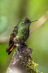 Fototapeta na wymiar Green and blue hummingbird Sparkling Violetear flying next to beautiful yelow flower. Bird from Ecuador, tropical mountain forest. Wildlife scene from nature. Birdwatching in South America