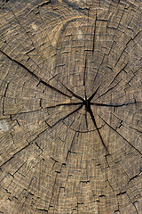 Stump texture on the cut, beautiful wood texture rustic